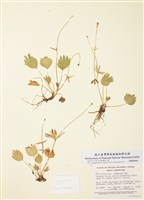 藏品(美洲毛莨)的圖片